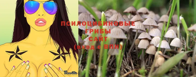 Псилоцибиновые грибы Psilocybe  кракен как зайти  Верхняя Тура 